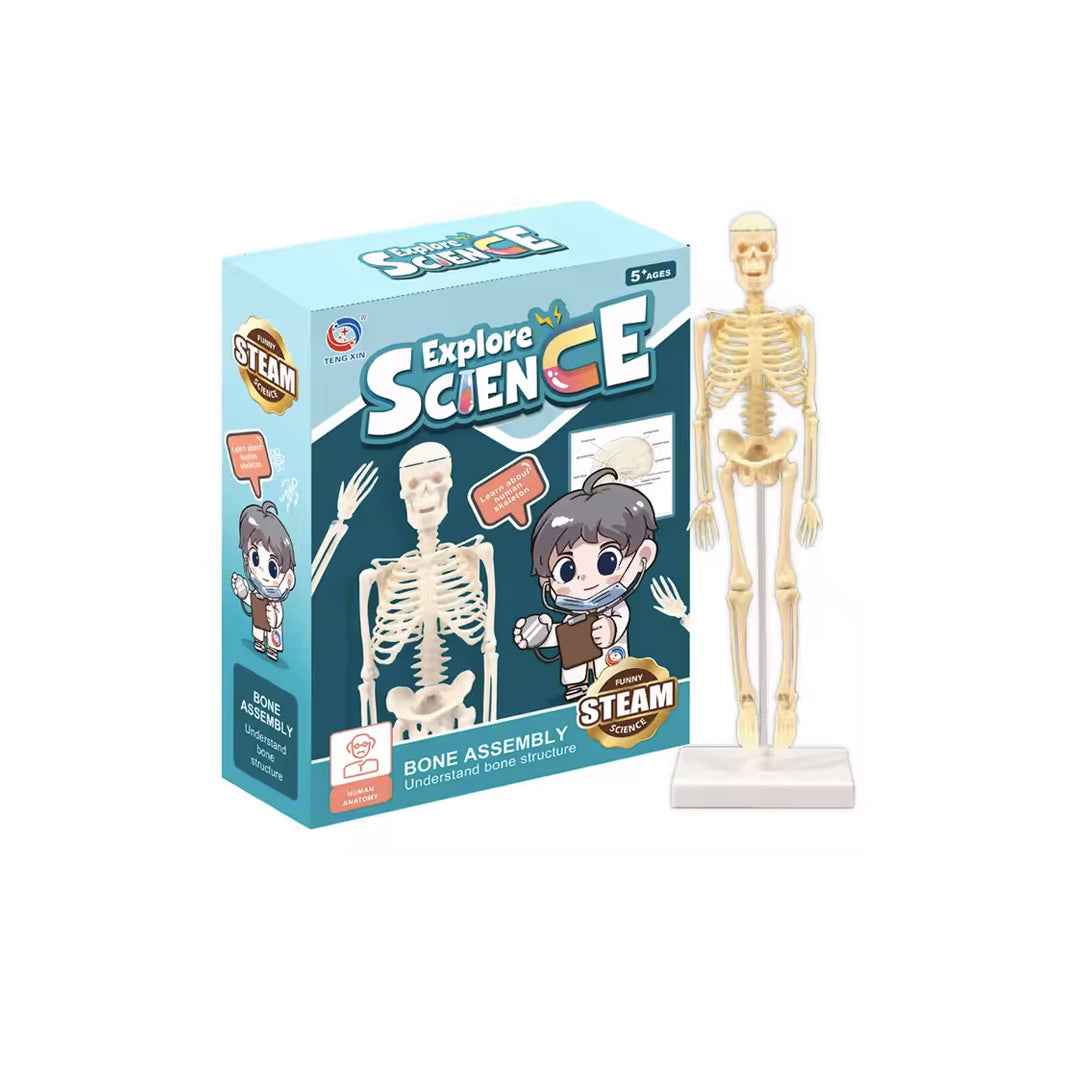 Human Skeleton Model Kit | Educational Science Toy for Kids - Toyspry