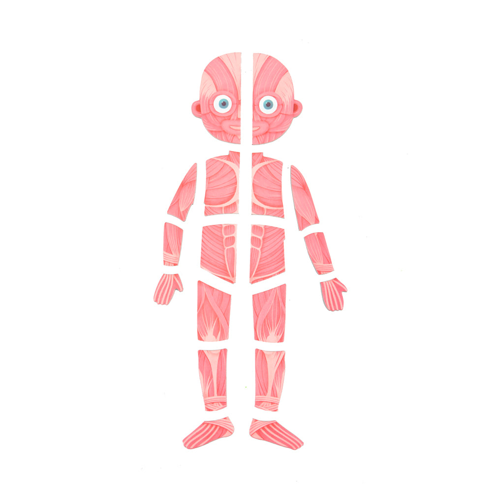 Preschool muscle and respiratory tracking diagram templates for interactive activity toys.
