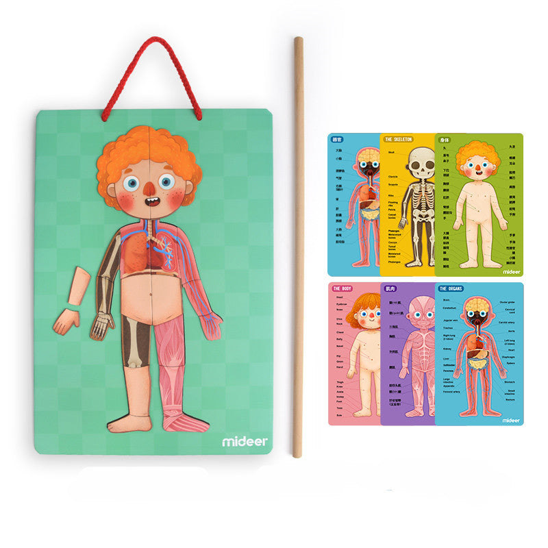 Mideer Human Body Magnetic Anatomy Puzzle 90pcs - Toyspry