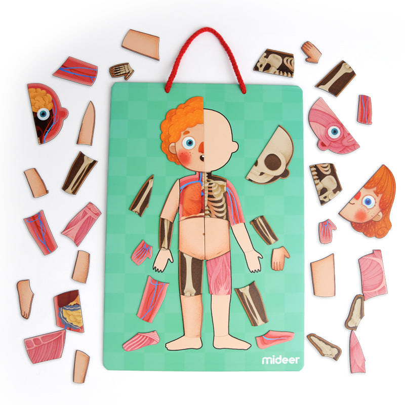 Preschool muscle and respiratory tracking diagram templates for interactive activity toys.
