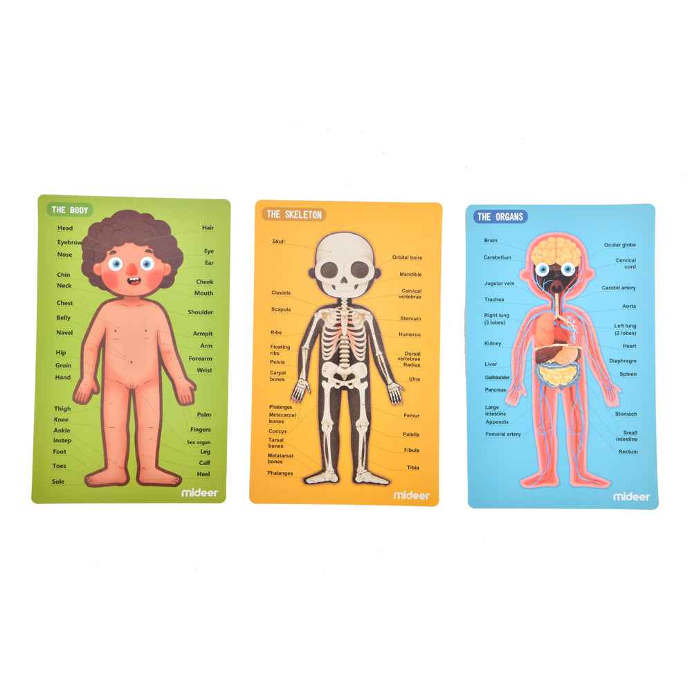 Mideer Human Body Magnetic Anatomy Puzzle 90pcs
