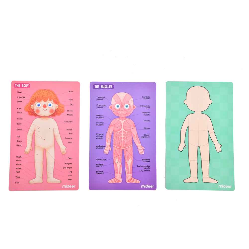 Mideer Human Body Magnetic Anatomy Puzzle 90pcs